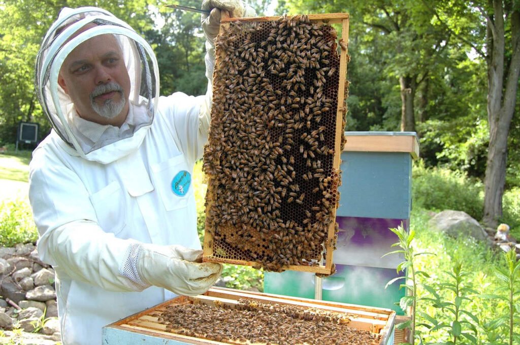 In einer Bioimkerei wird reinster Blütenhonig hergestellt