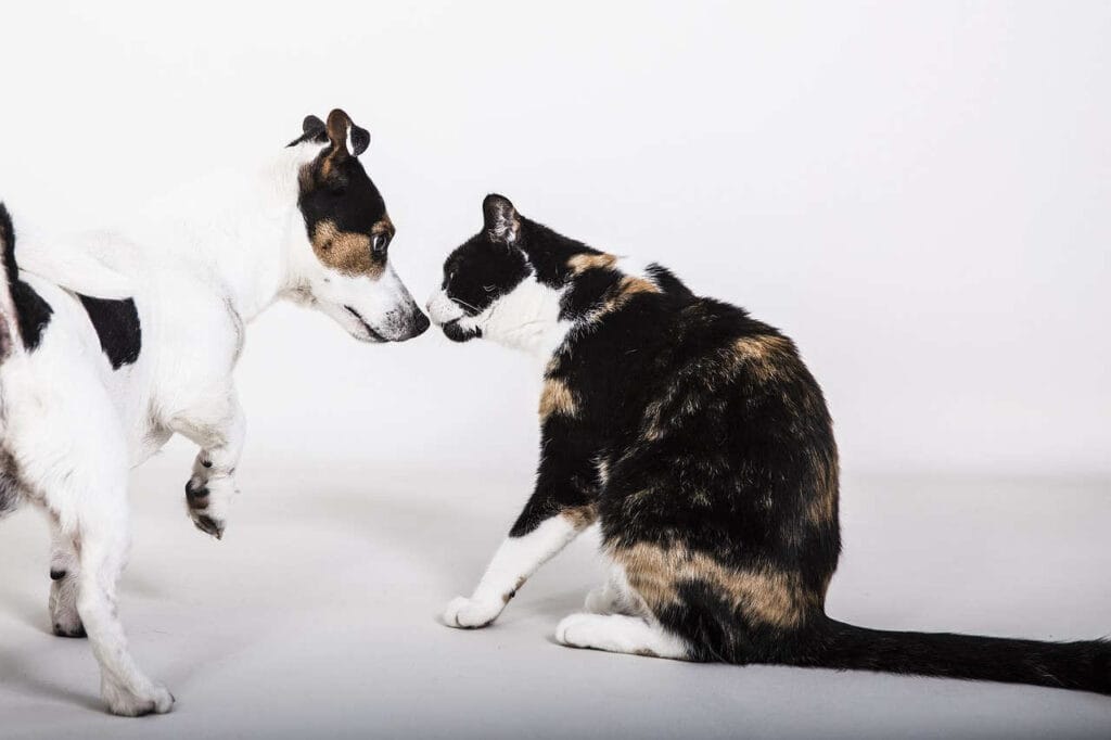 Flohbänder für Hunde und Katzen wirken als Repellent vorbeugend gegen Flöhe.